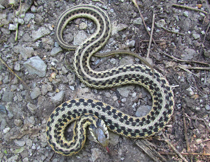 Eastern Garter Snake