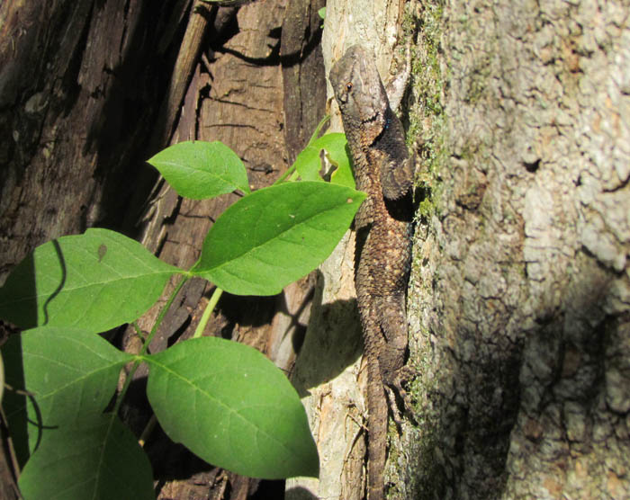 Eastern Fence Lizard