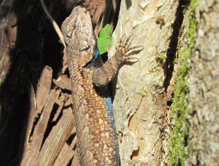 Eastern Fence Lizard