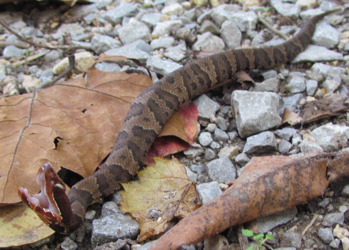 Western Cottonmouth