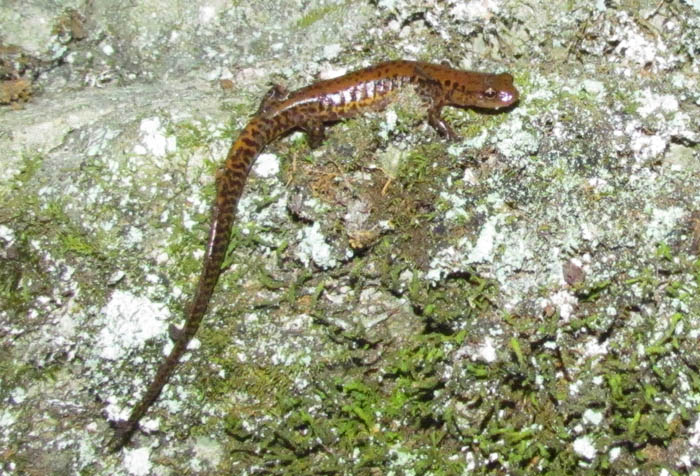 Longtail Salamander