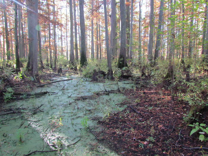 Cypress Swamp