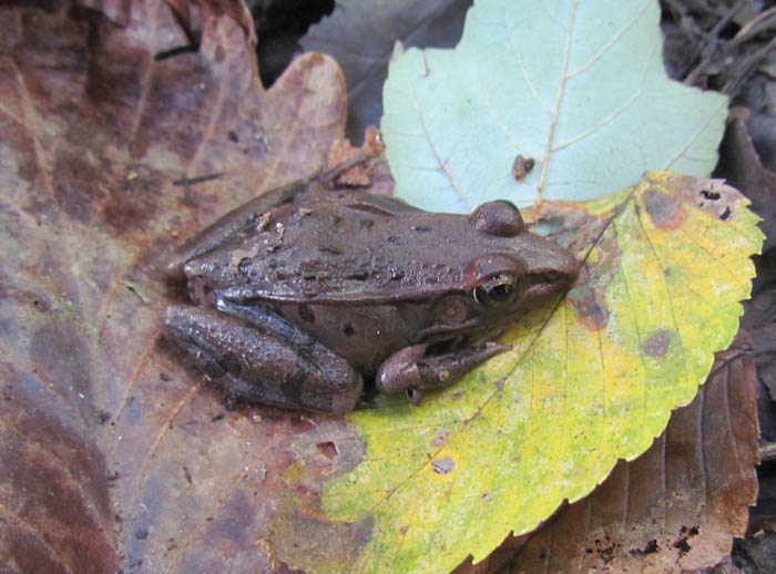 Southern Leopard Frog