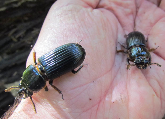 Bess Beetles