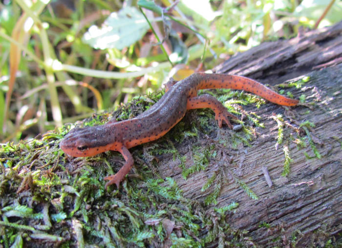 Central Newt