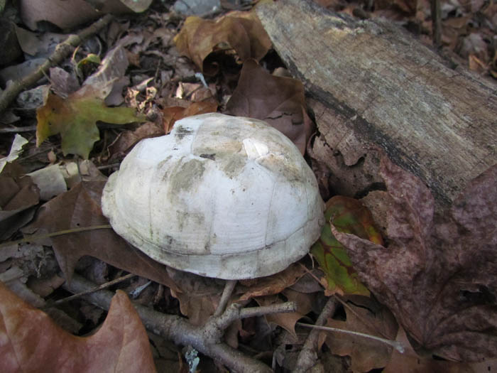 Eastern Box Turtle shell