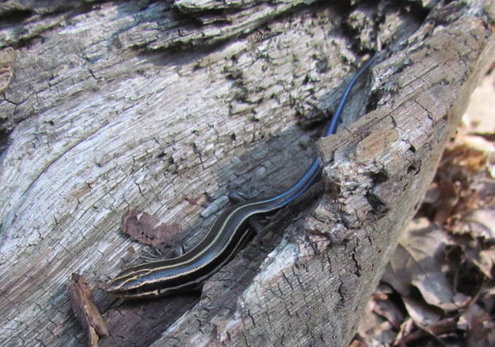 Five-lined Skink