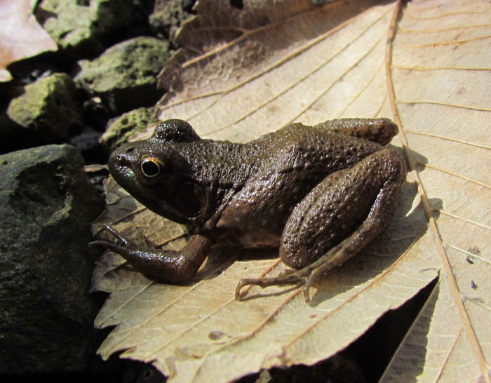 Bronze Frog