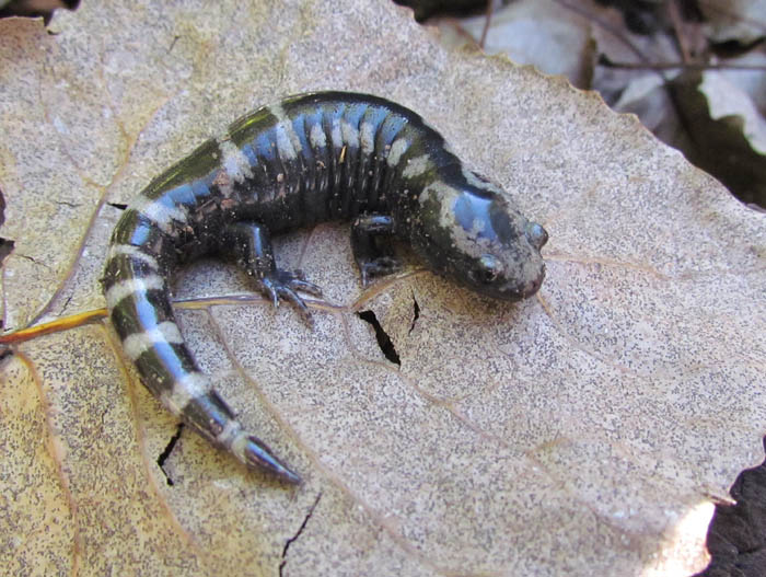 Marbled Salamander