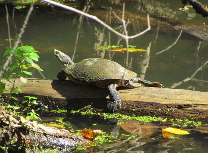 Red-eared Slider