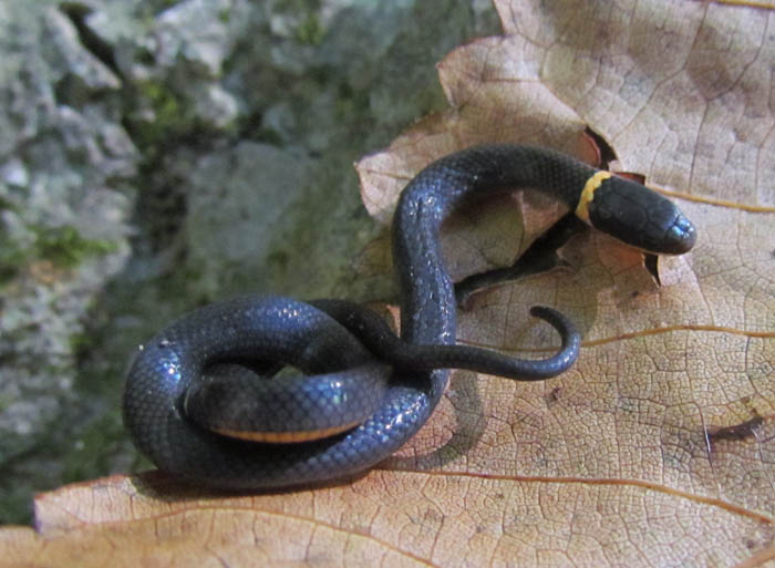 Ringneck Snake