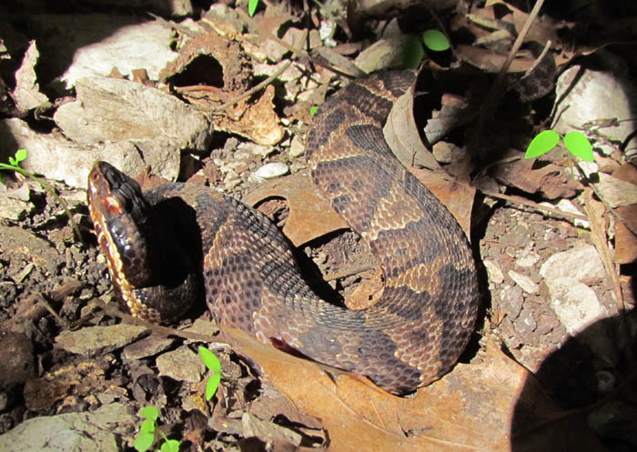 Western Cottonmouth