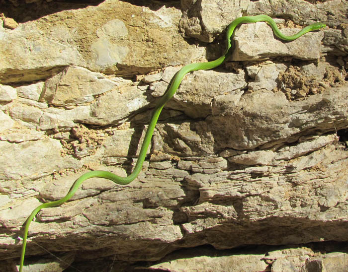 Rough Green Snake