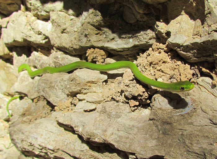 Rough Green Snake