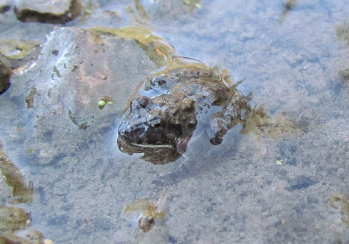 Blanchard's Cricket Frog