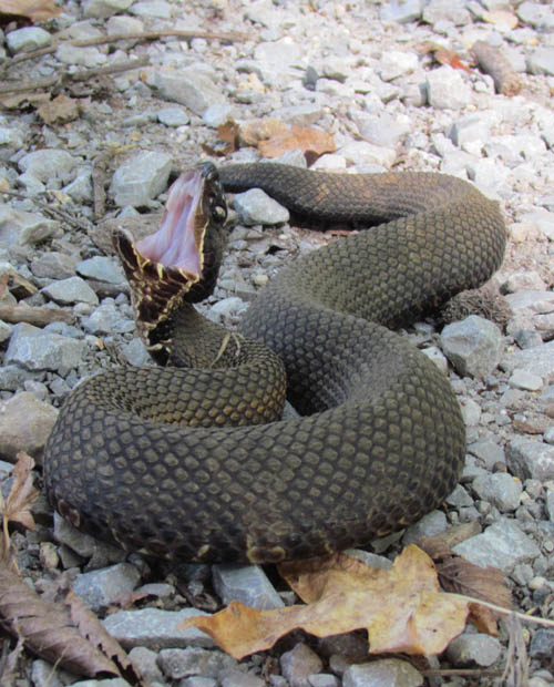 Western Cottonmouth