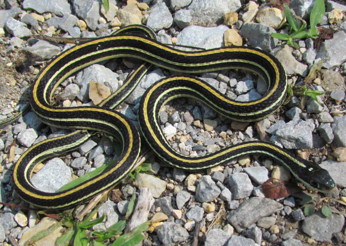 Western Ribbon Snake