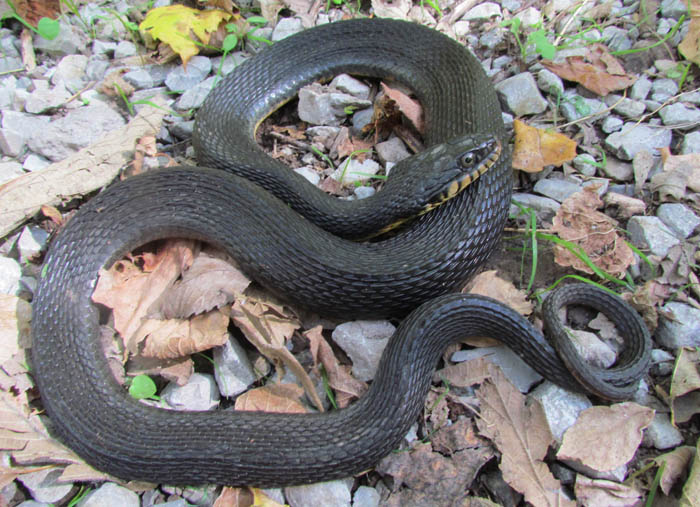 Plainbelly Water Snake