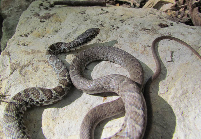 Southern Black Racer