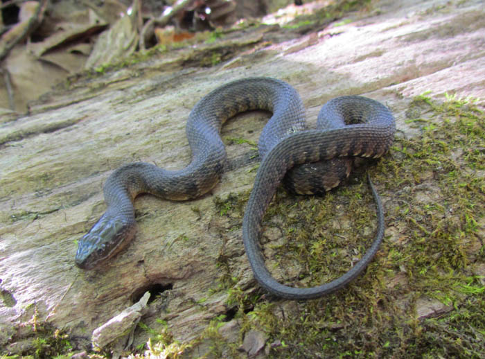 Mississippi Green Water Snake