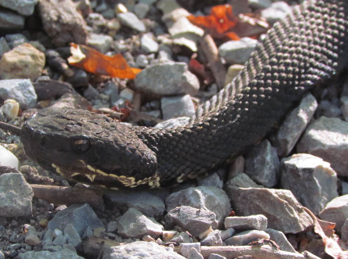 Western Cottonmouth