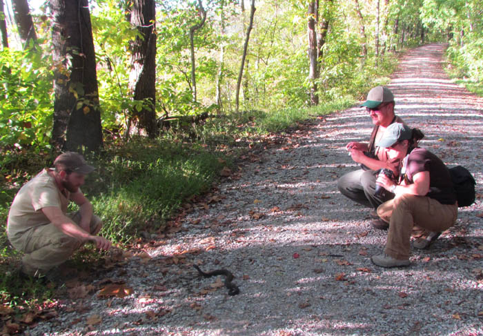  Western Cottonmouth