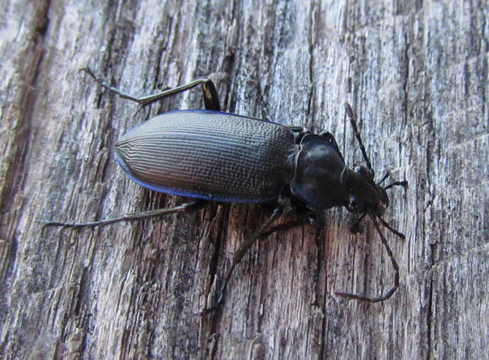 Ground Beetle