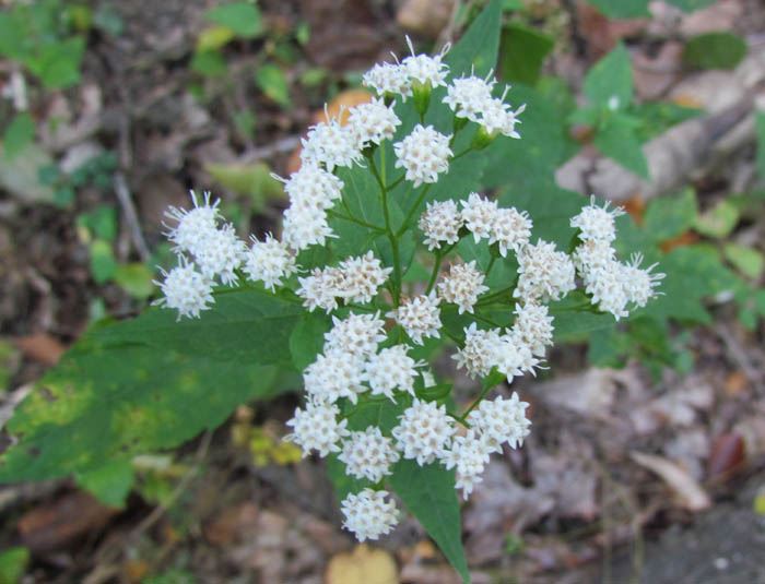 Snakeroot