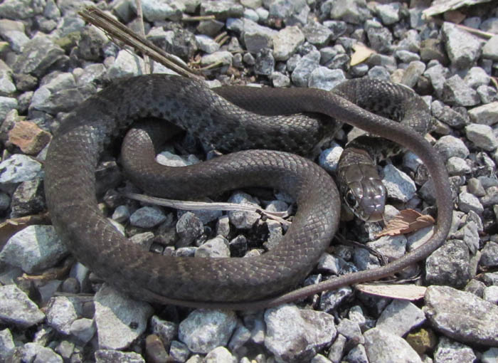 Southern Black Racer