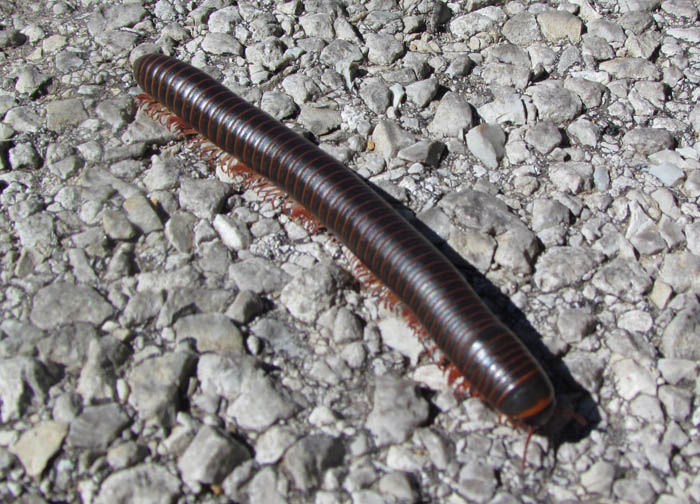 American Giant Millipede