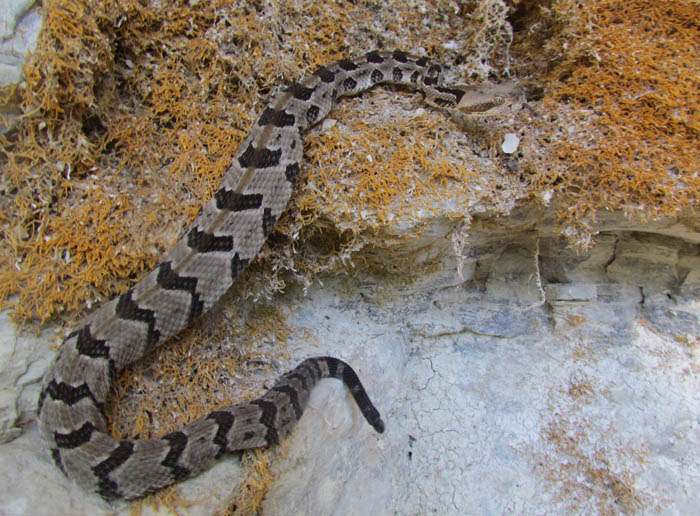 Timber Rattlesnake