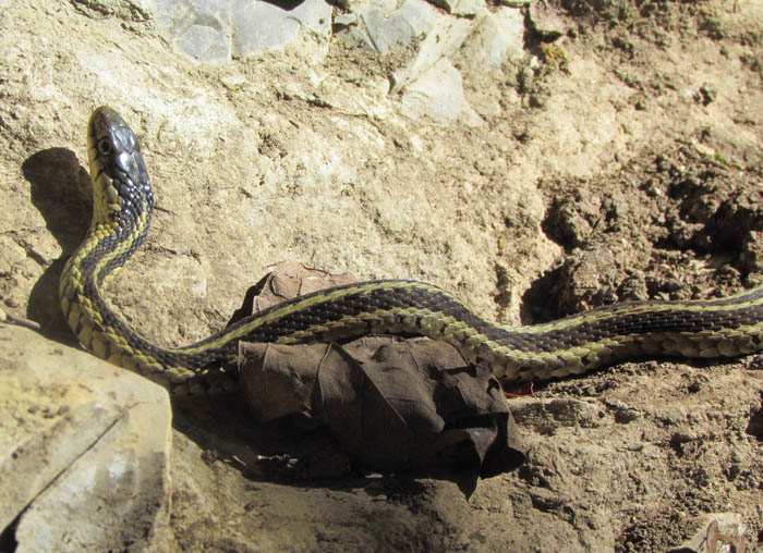 Eastern Garter Snake