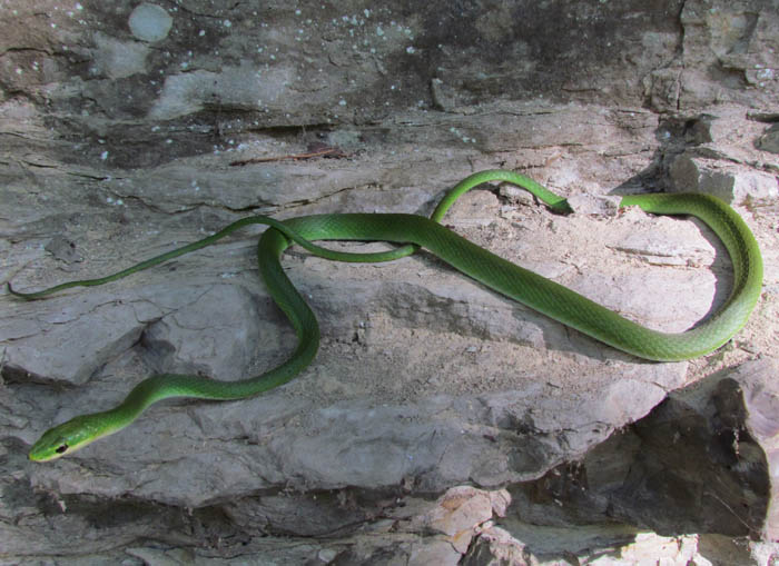 Rough Green Snake