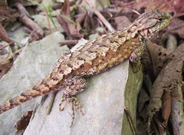 Eastern Fence Lizard