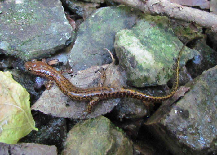 Longtail Salamander