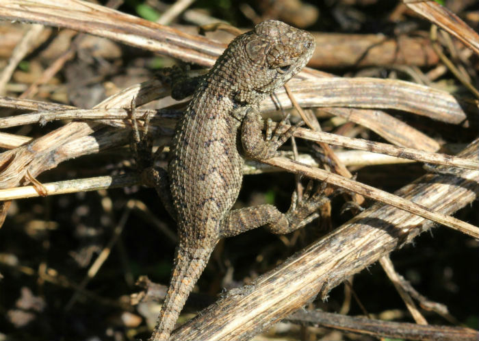 Eastern Fence Lizard.