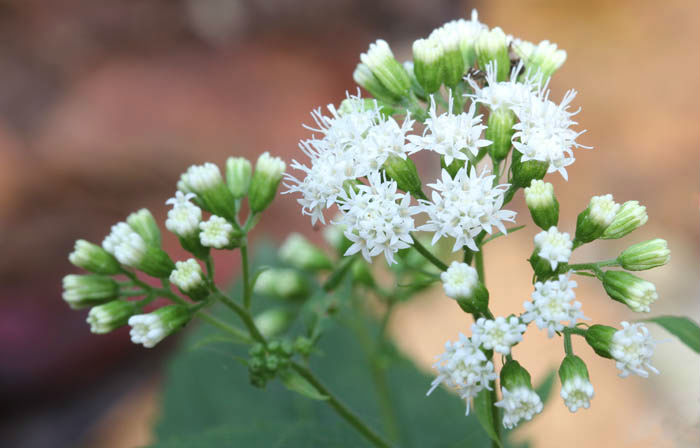 White Snakeroot