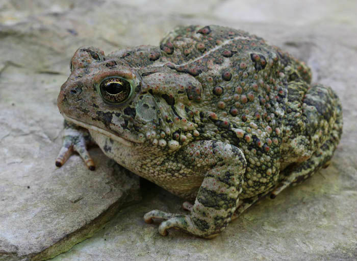 American Toad