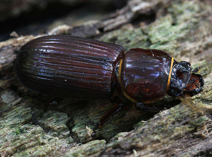 Bess Beetle