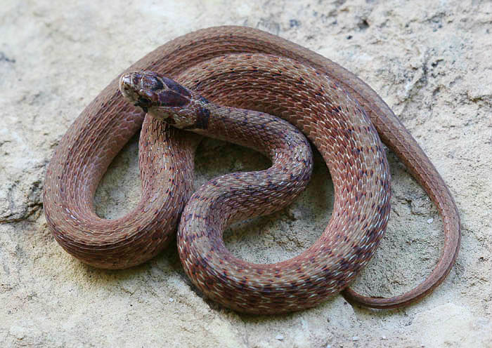 Brown Snake