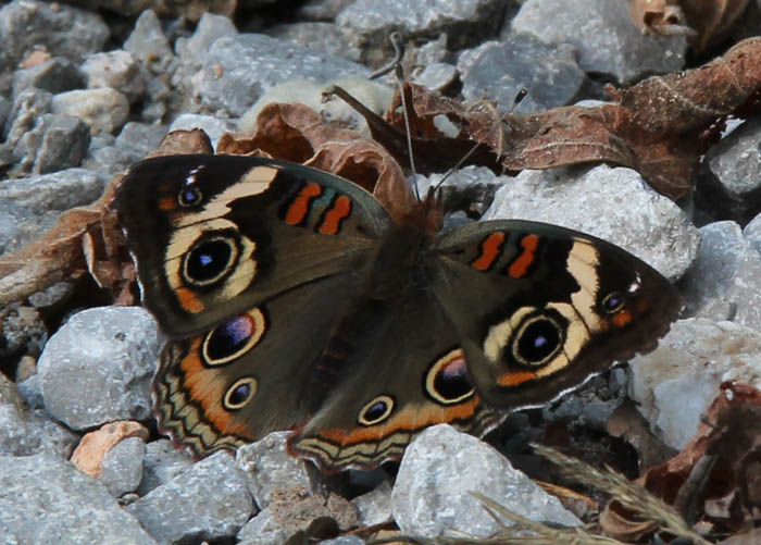 Buckeye Butterfly