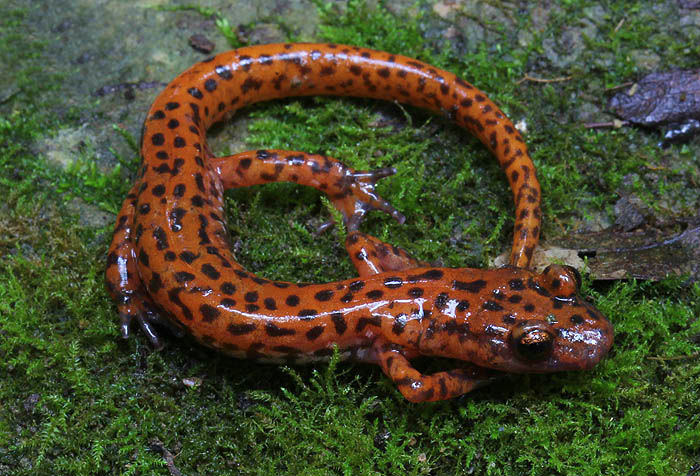 Cave Salamander