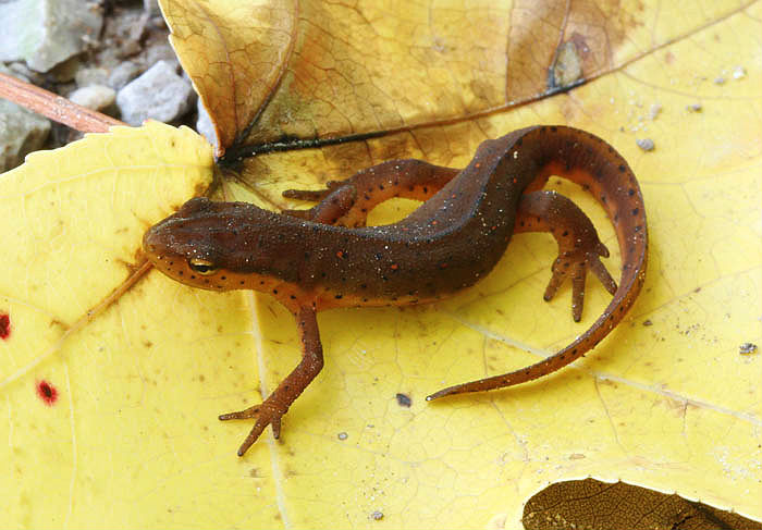 Central Newt