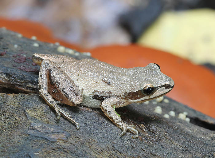 Chorus Frog