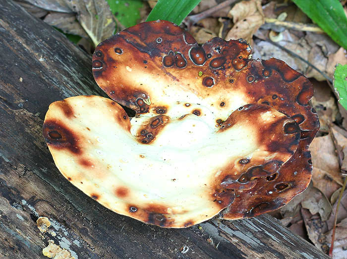 bracket fungus