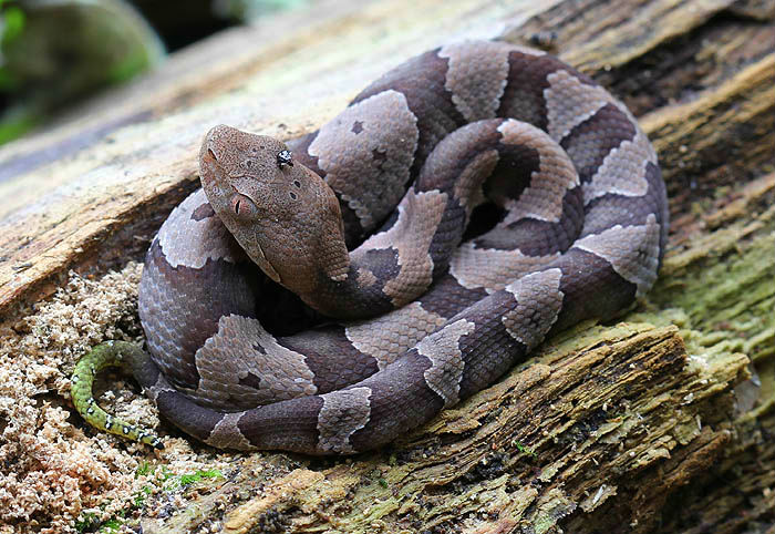 Copperhead