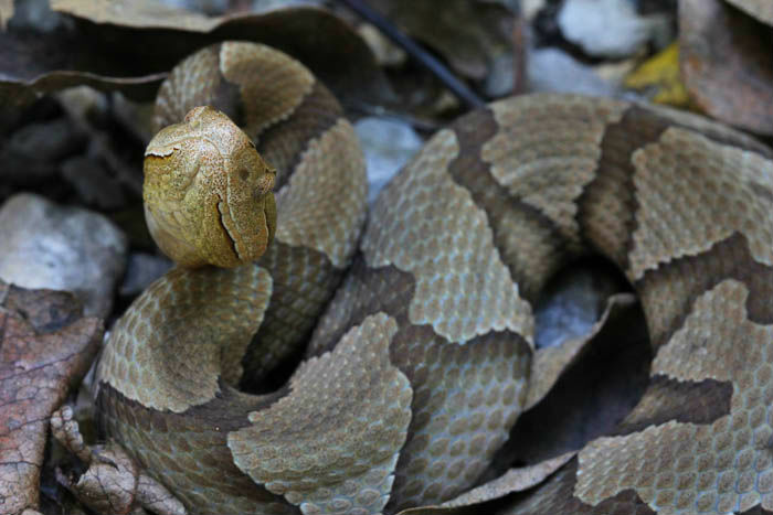 Copperhead