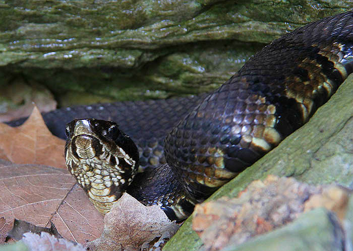 Western Cottonmouth