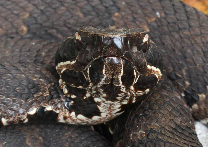 Western Cottonmouth