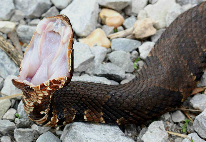 Western Cottonmouth